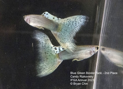 guppy blue green bicolor  moscow