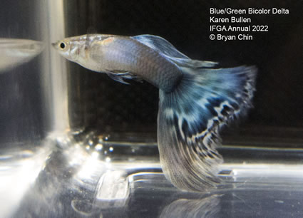 blue green bicolor variegated guppy
