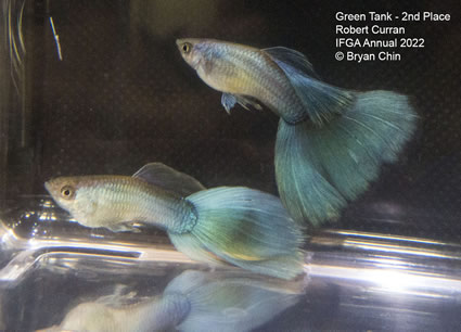 Green Moscow guppy