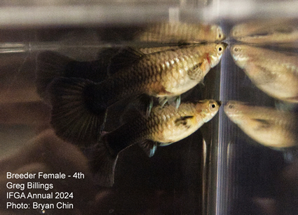 guppy female black