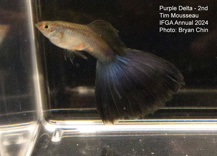 guppy purple