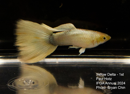 guppy yellow