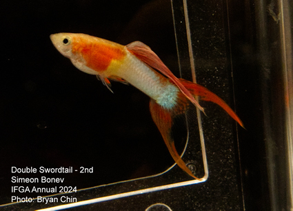 guppy swordtail double