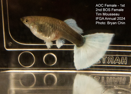 Female guppy aoc