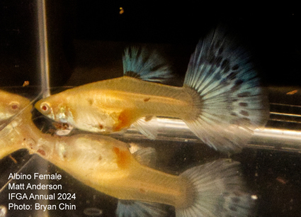 Female guppy albino