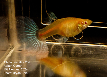 female guppy aoc