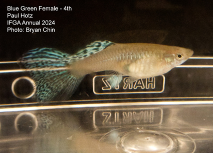 female guppy blue green