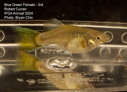 female guppy blue green