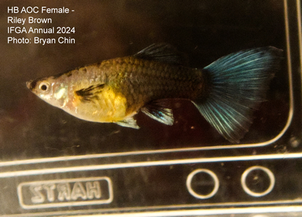 female guppy hb aoc