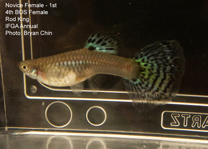 female guppy blue green