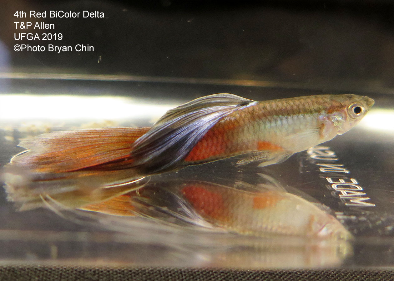 Red bicolor guppy variegated
