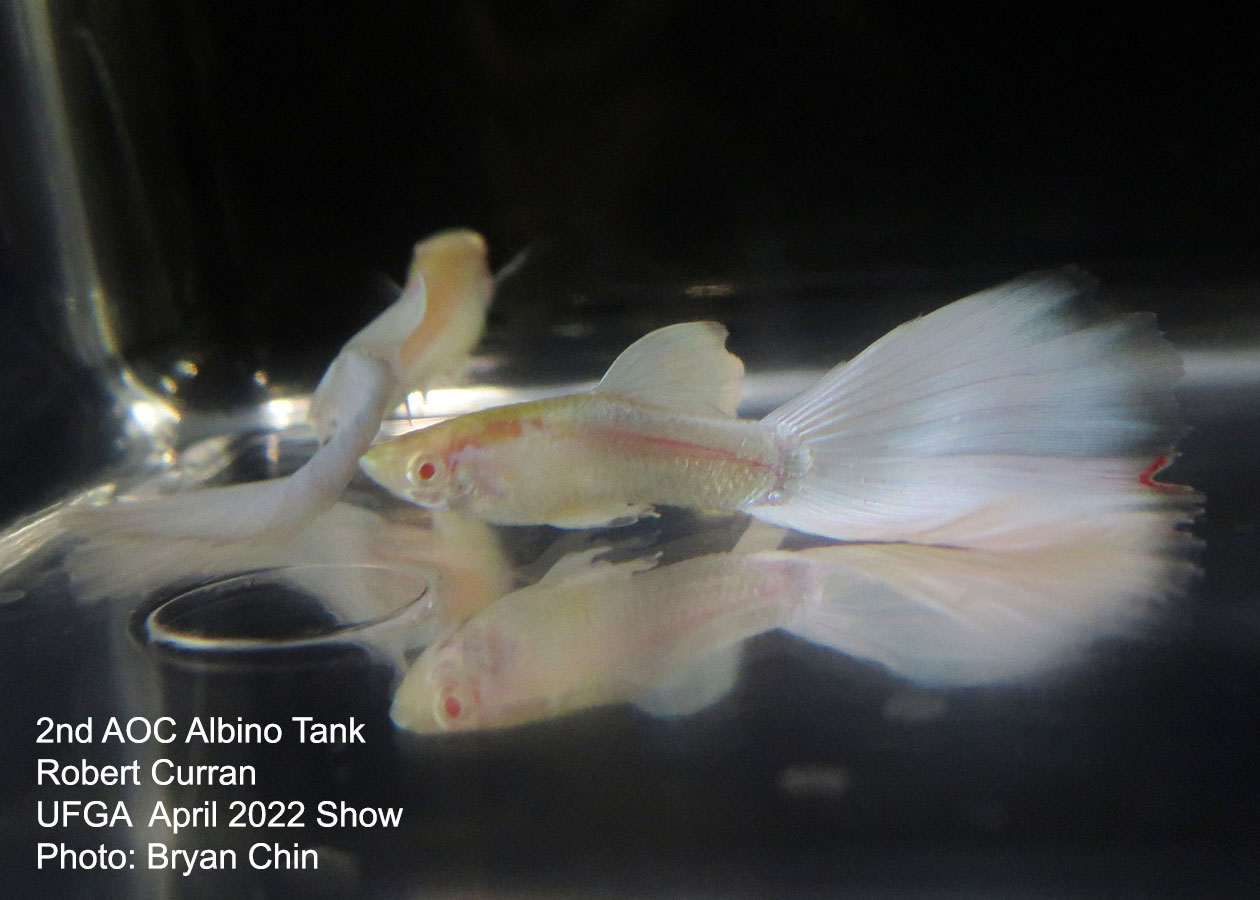 AOC Albino tank guppy