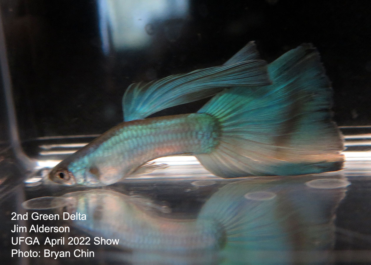 green moscow guppy