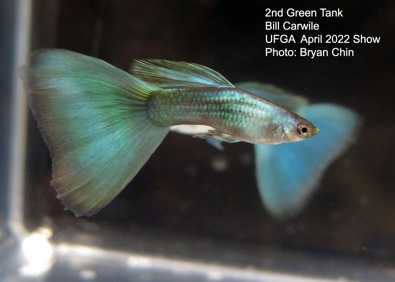green moscow guppy
