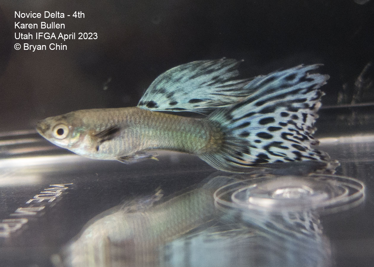 guppy moscow variegated