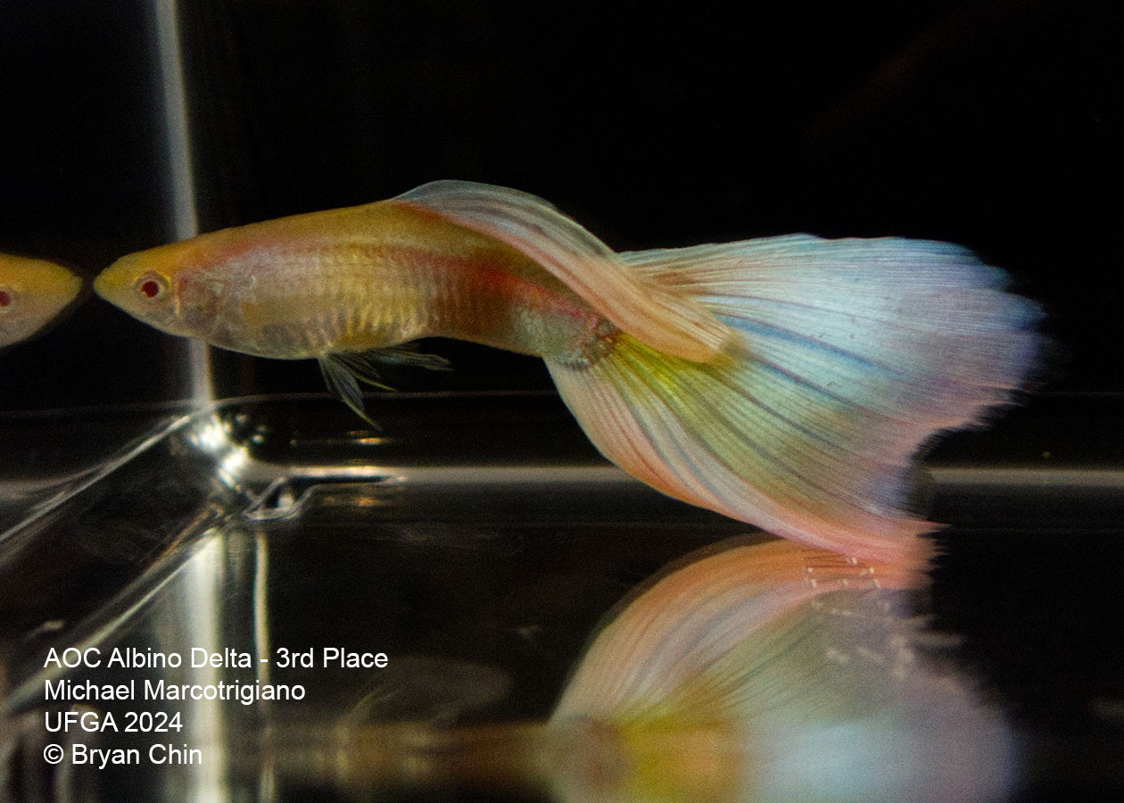 AOC Albino Guppy