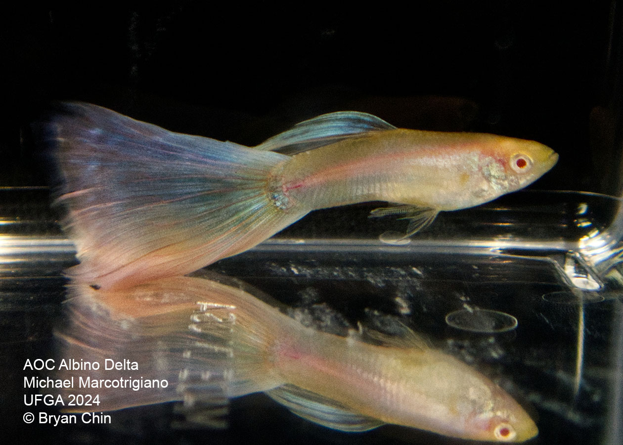 AOC Albino Guppy