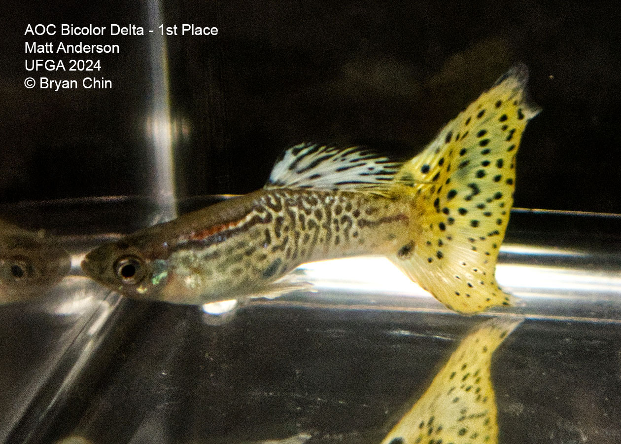 AOC Bicolor Guppy yellow