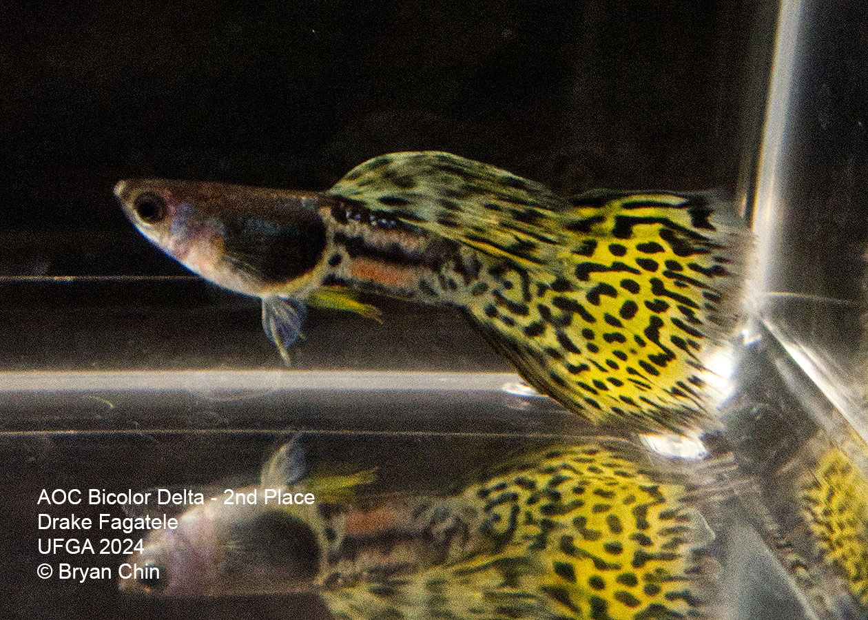 AOC Bicolor Guppy yellow