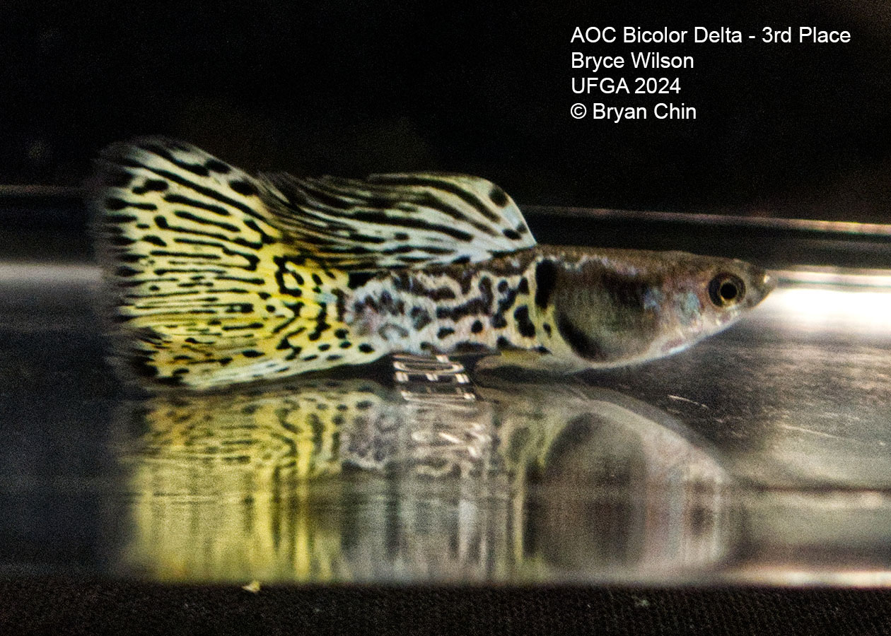 AOC Bicolor Guppy yellow