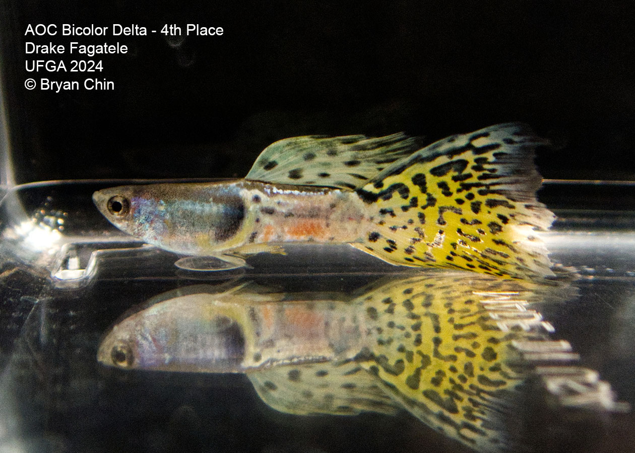 AOC Bicolor Guppy yellow