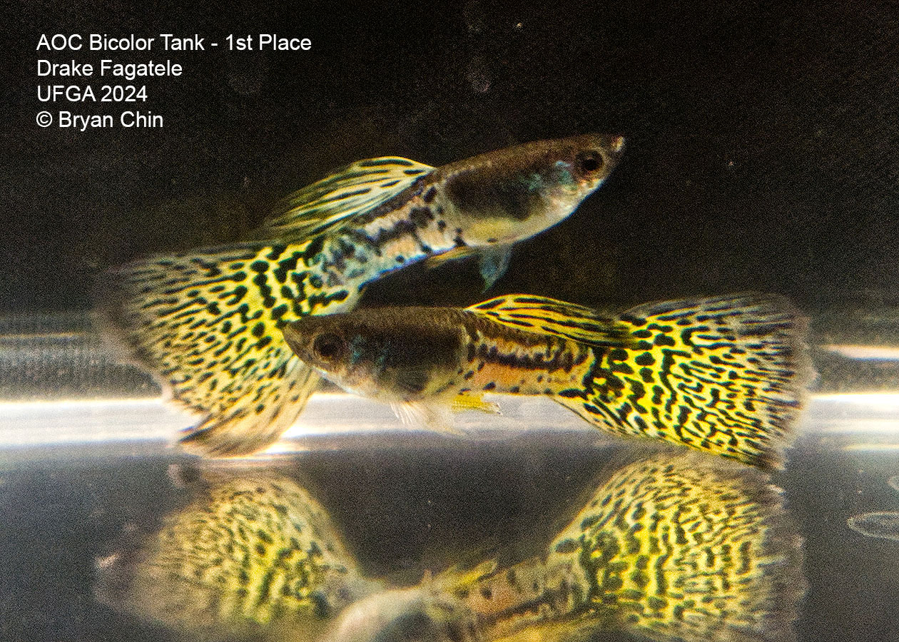 AOC Bicolor Guppy yellow