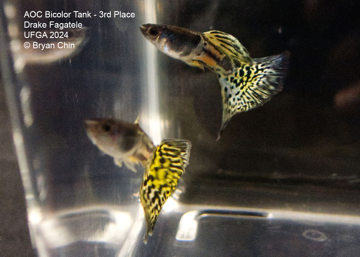 AOC Bicolor Guppy yellow