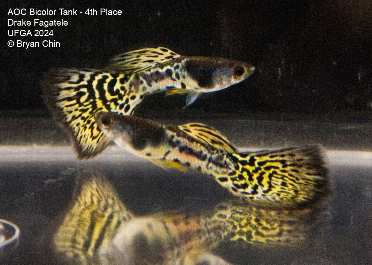 AOC Bicolor Guppy yellow