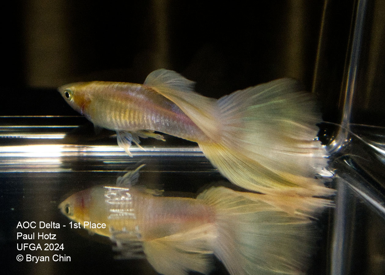 AOC light yellow guppy