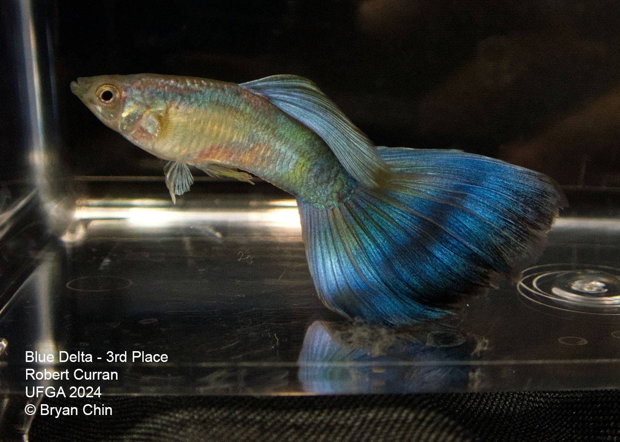 blue guppy