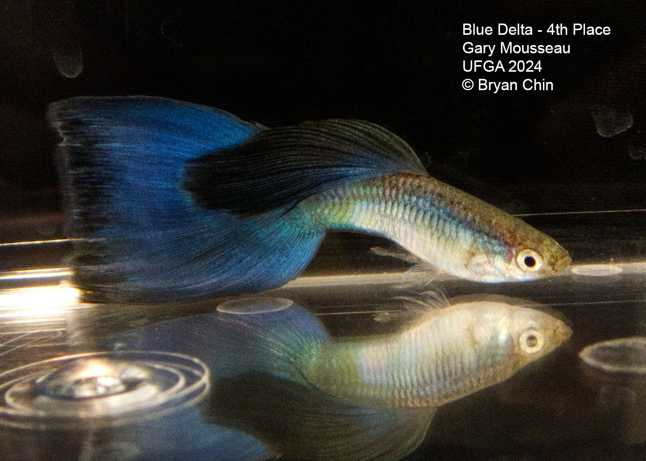 blue guppy