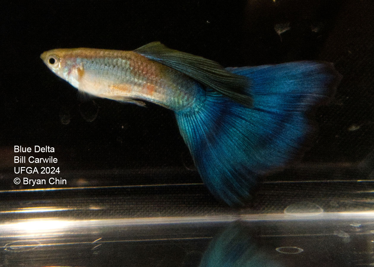 blue guppy