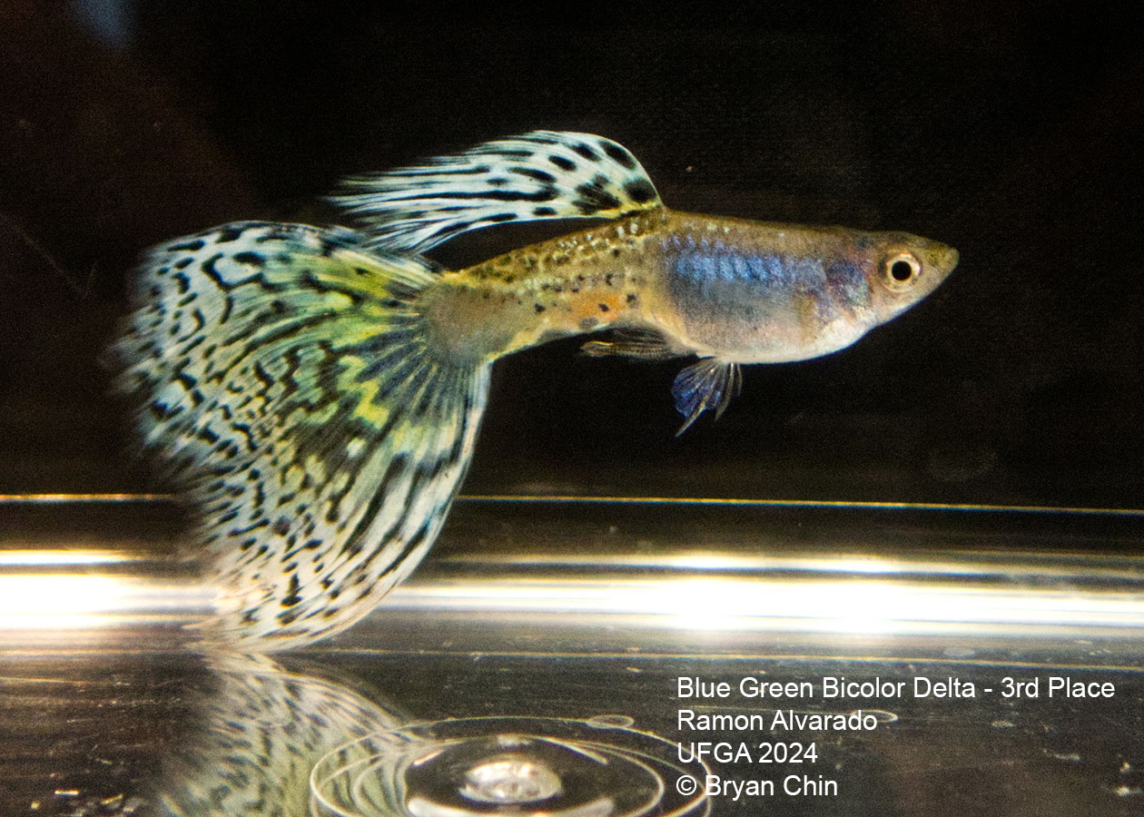 blue green bicolor guppy