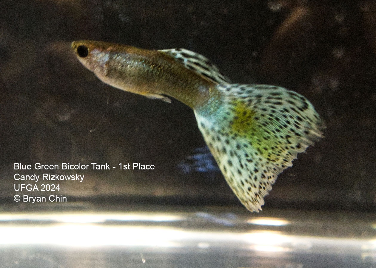 blue green bicolor guppy