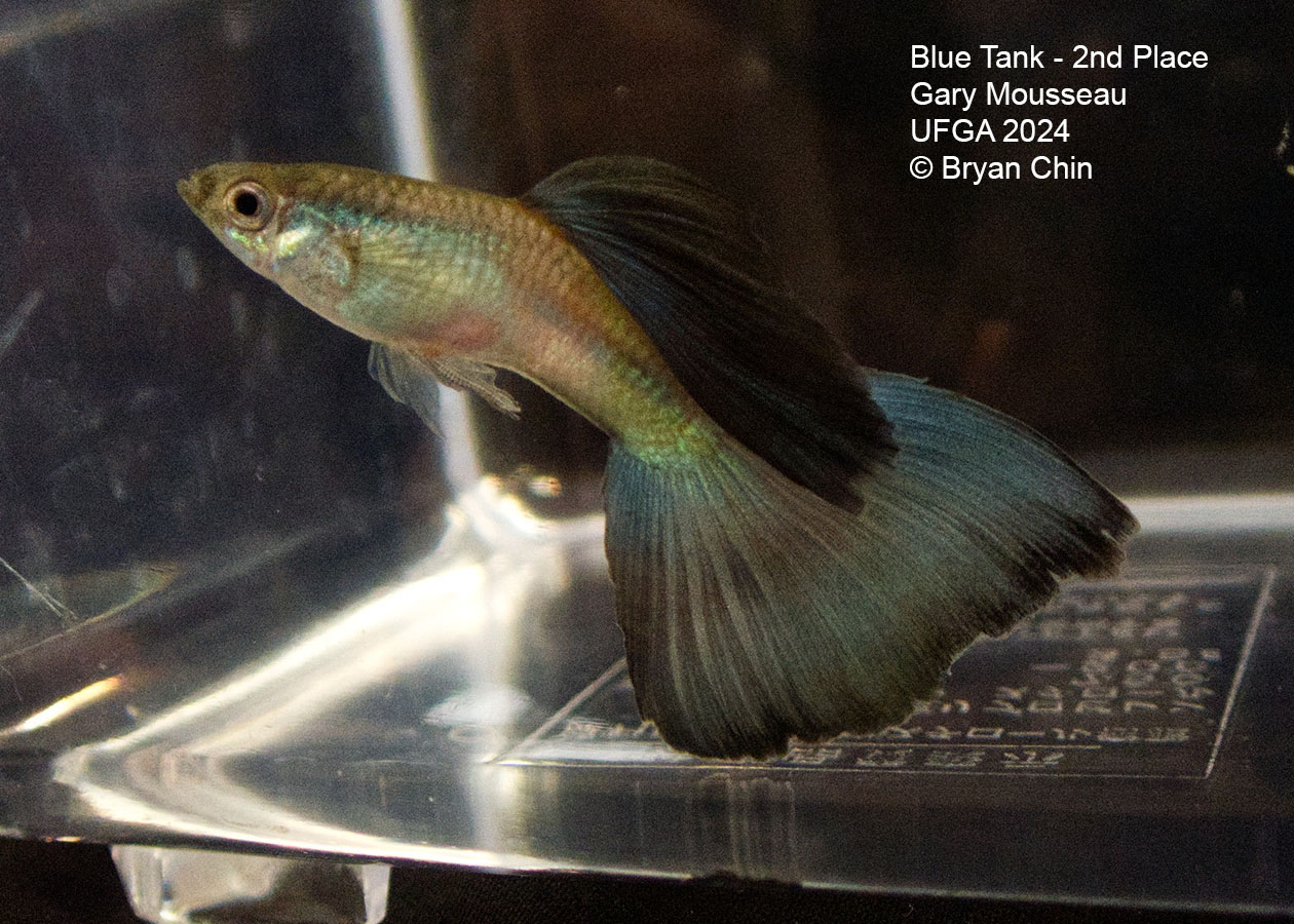 blue guppy