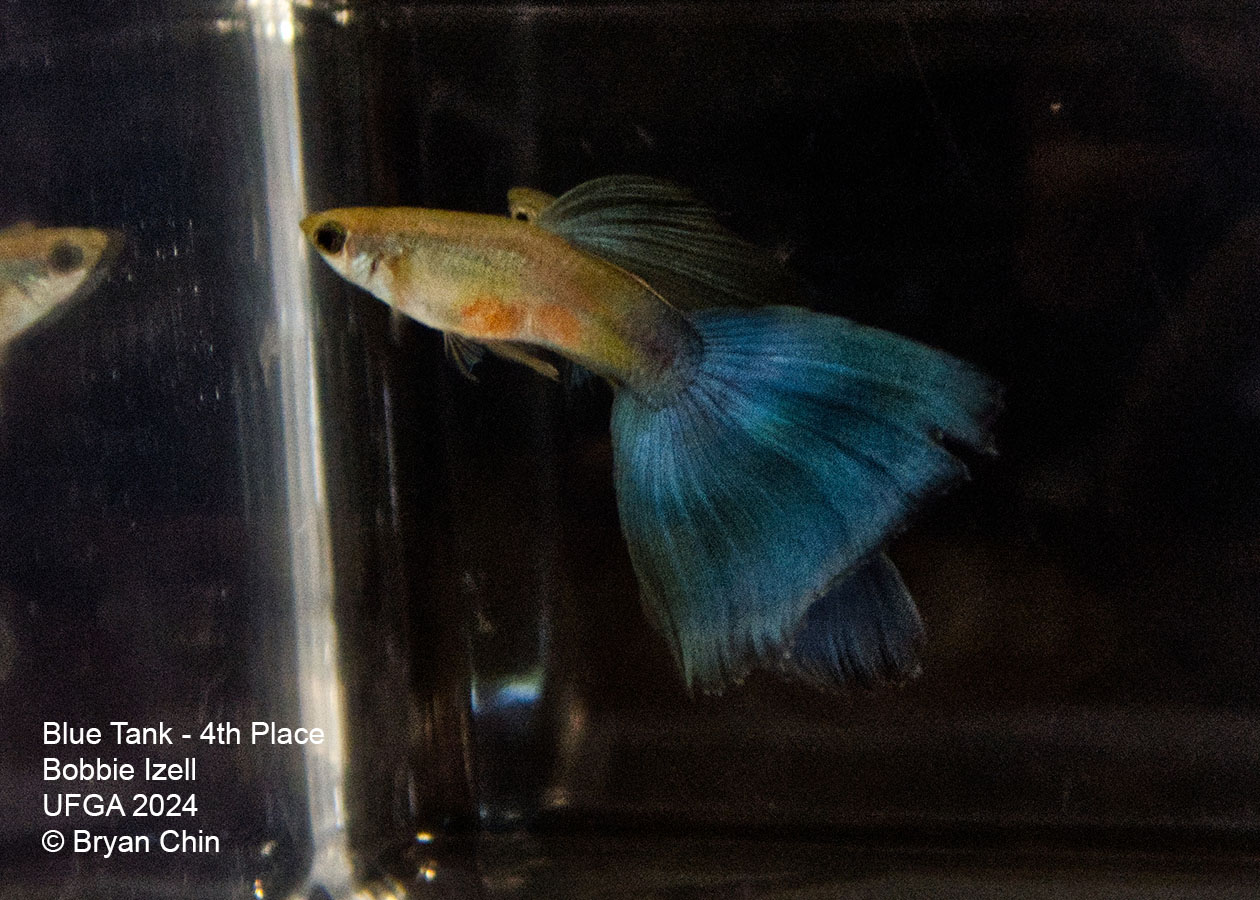 blue guppy