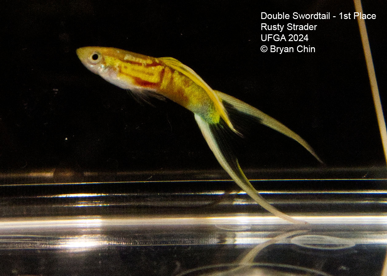 Double swordtail guppy