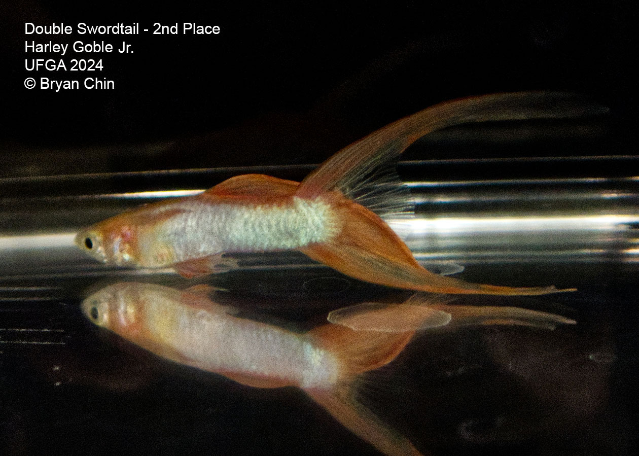 Double swordtail guppy