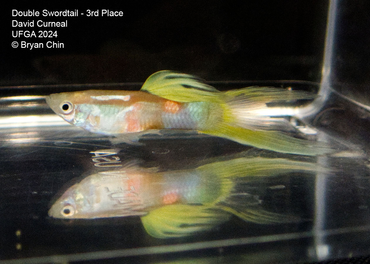 Double swordtail guppy