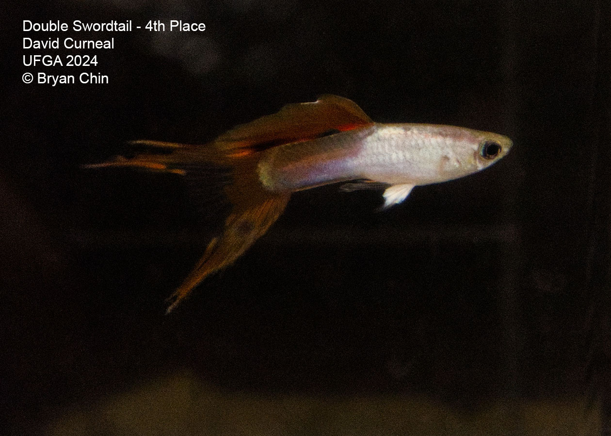 Double swordtail guppy