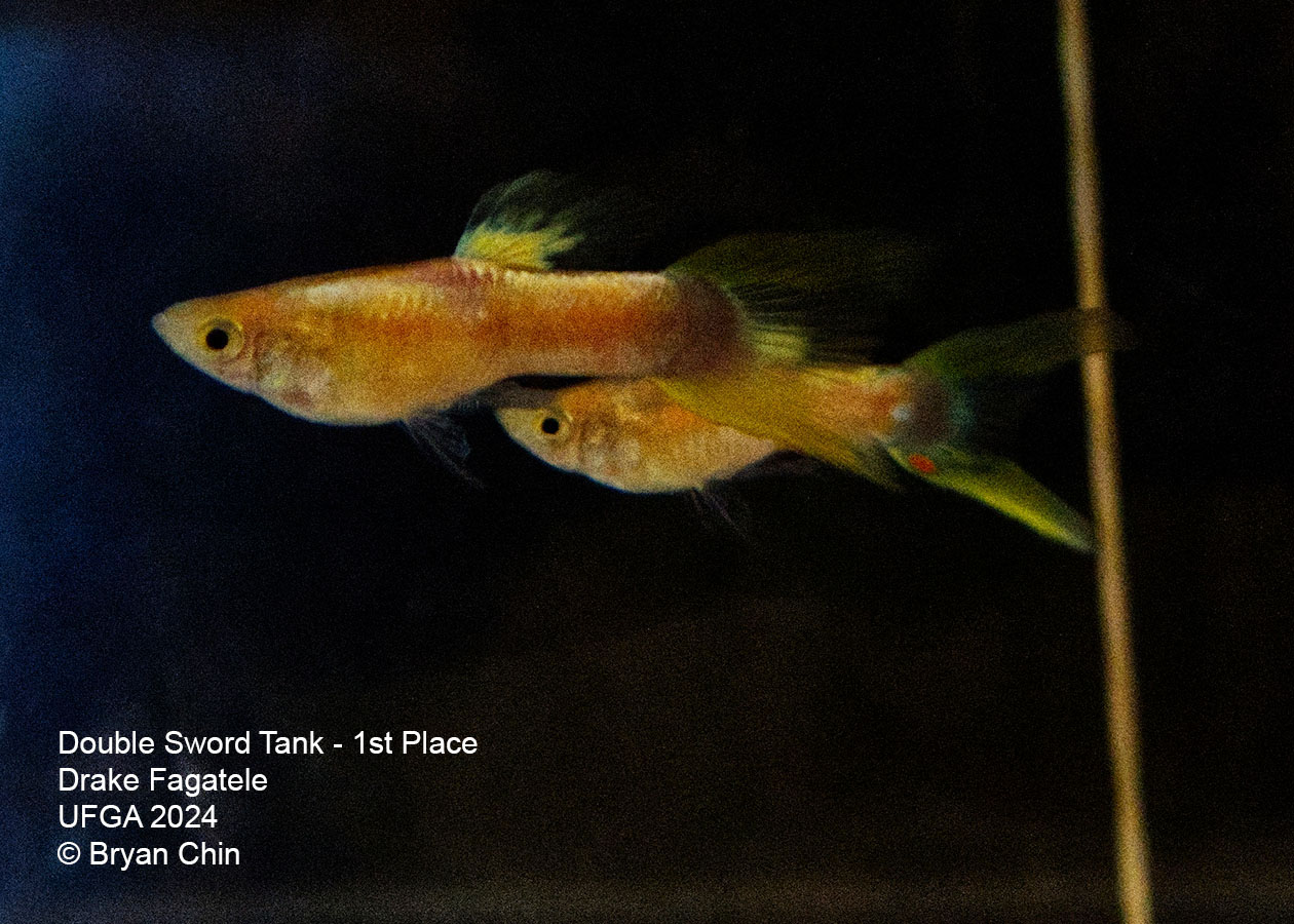 Double swordtail guppy