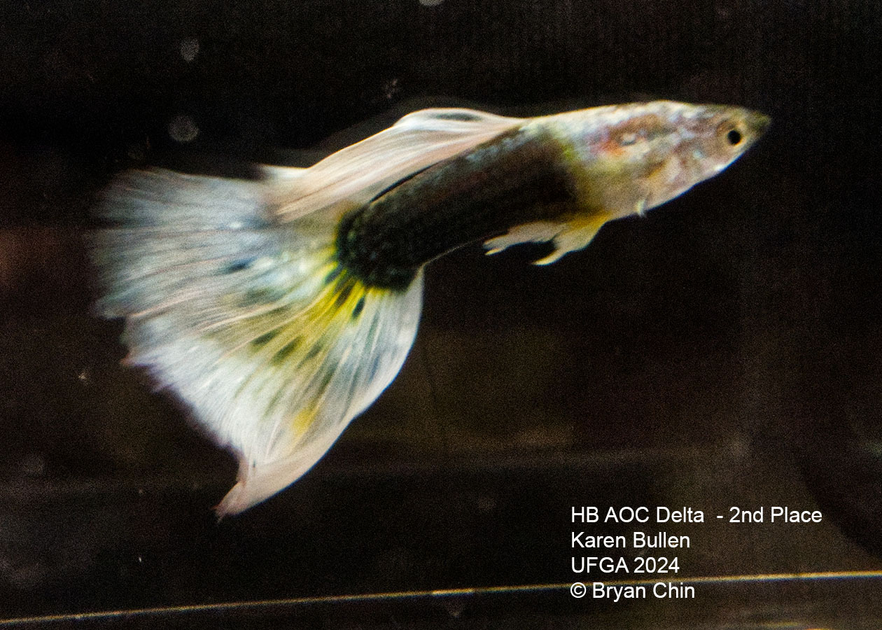 HB AOC bicolor guppy