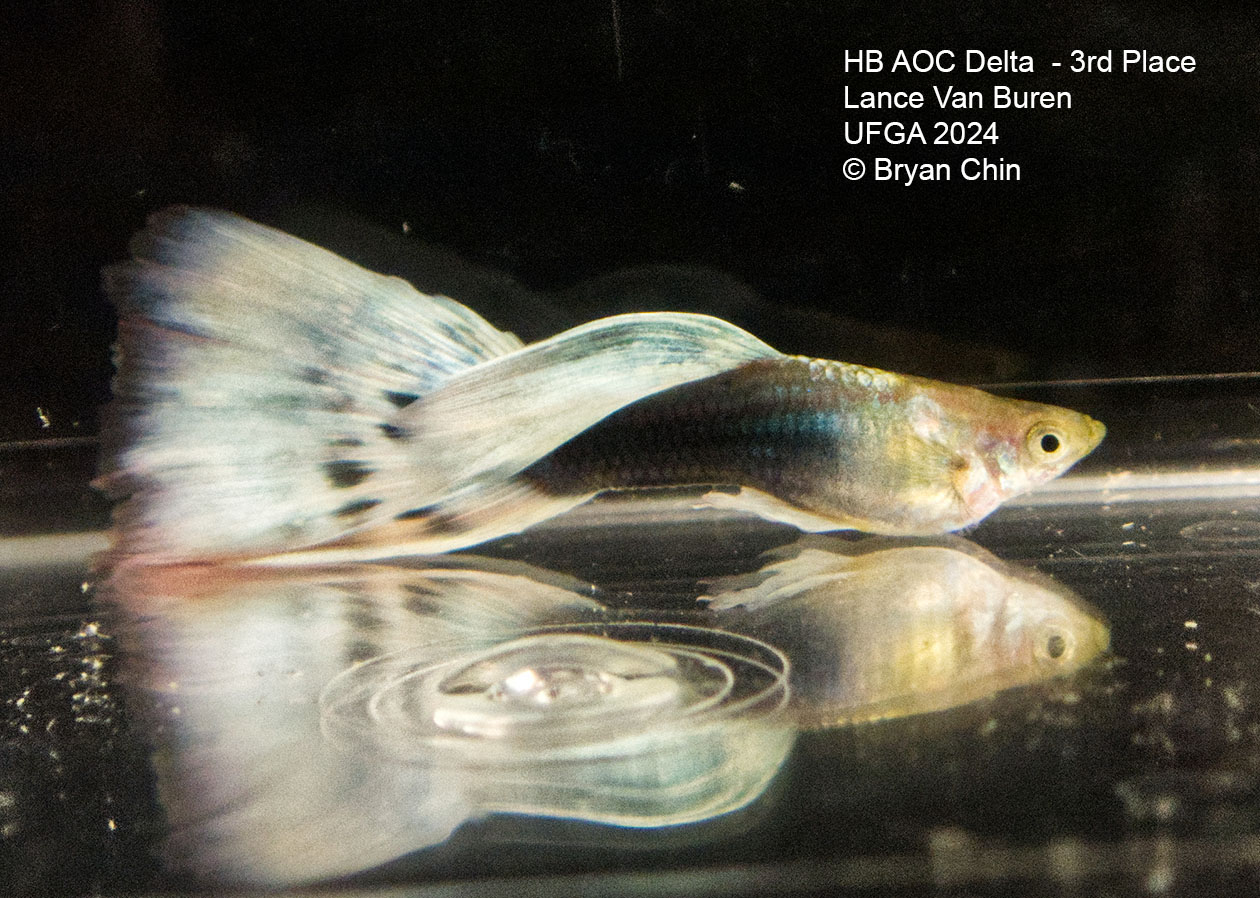 HB AOC bicolor guppy