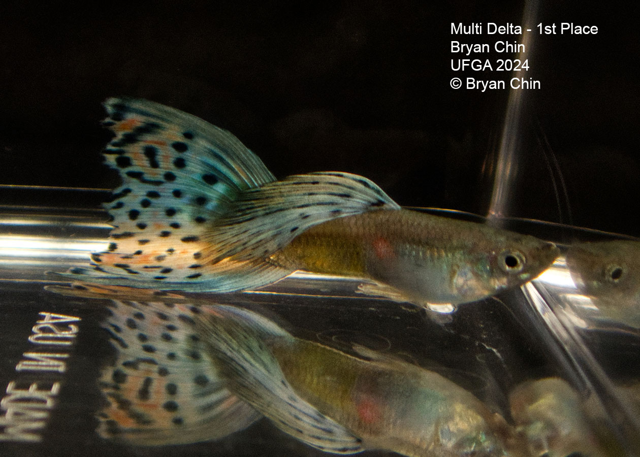 Multi color guppy