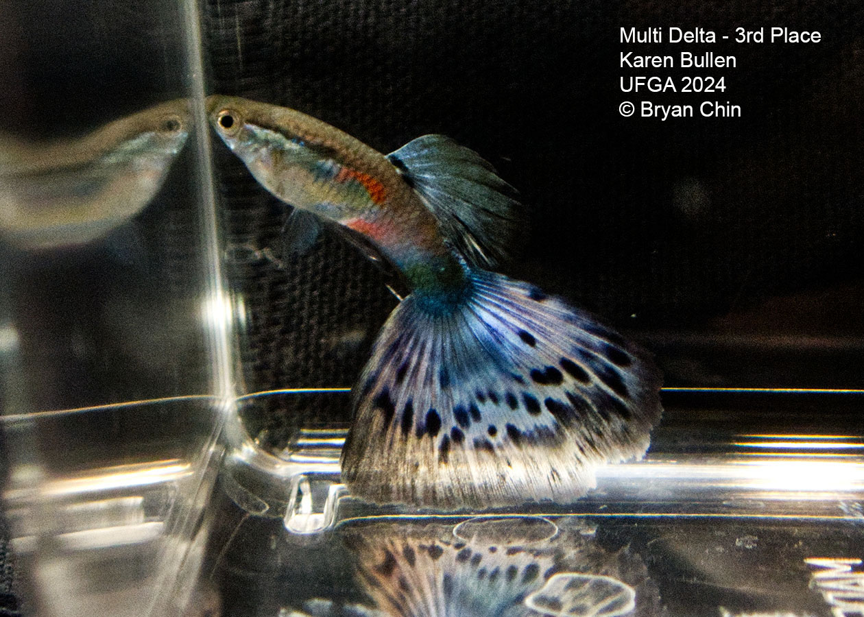 Multi color guppy