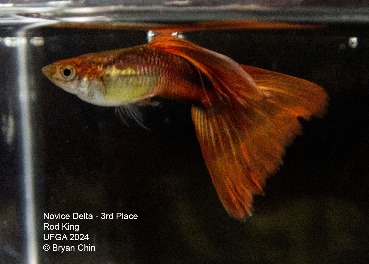 Red gray guppy