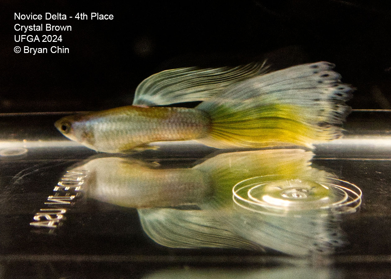 moscor green bicolor guppy