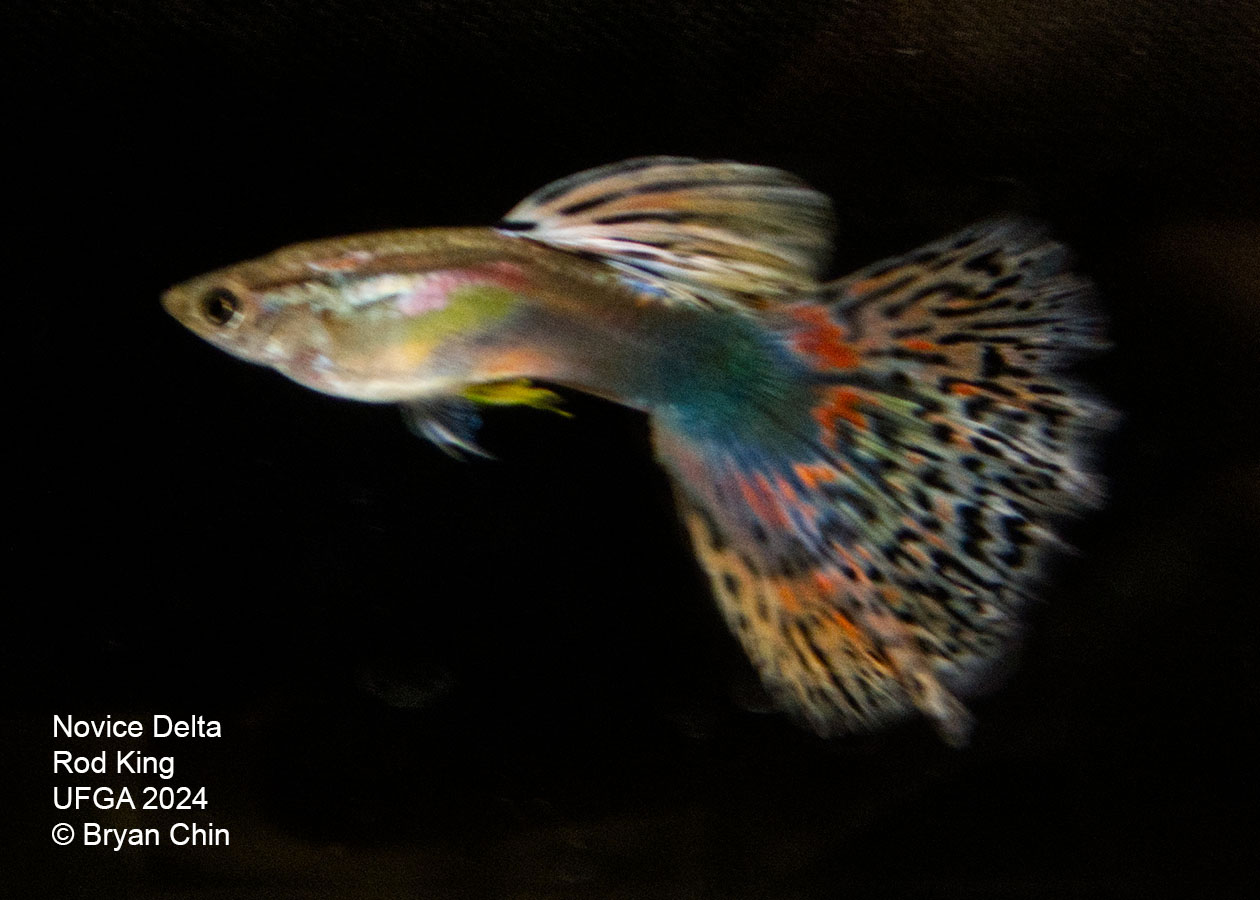 Multi color guppy