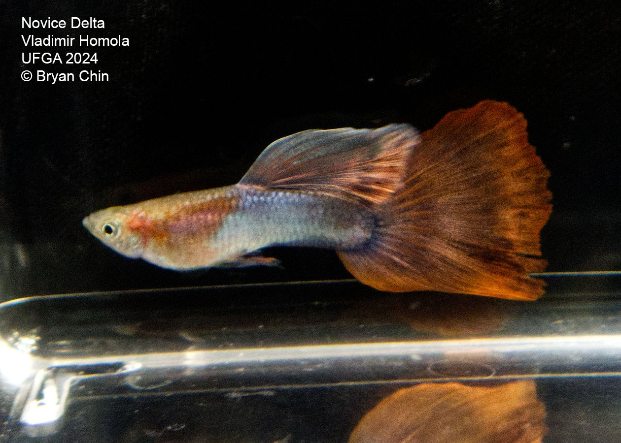 Japan blue red guppy