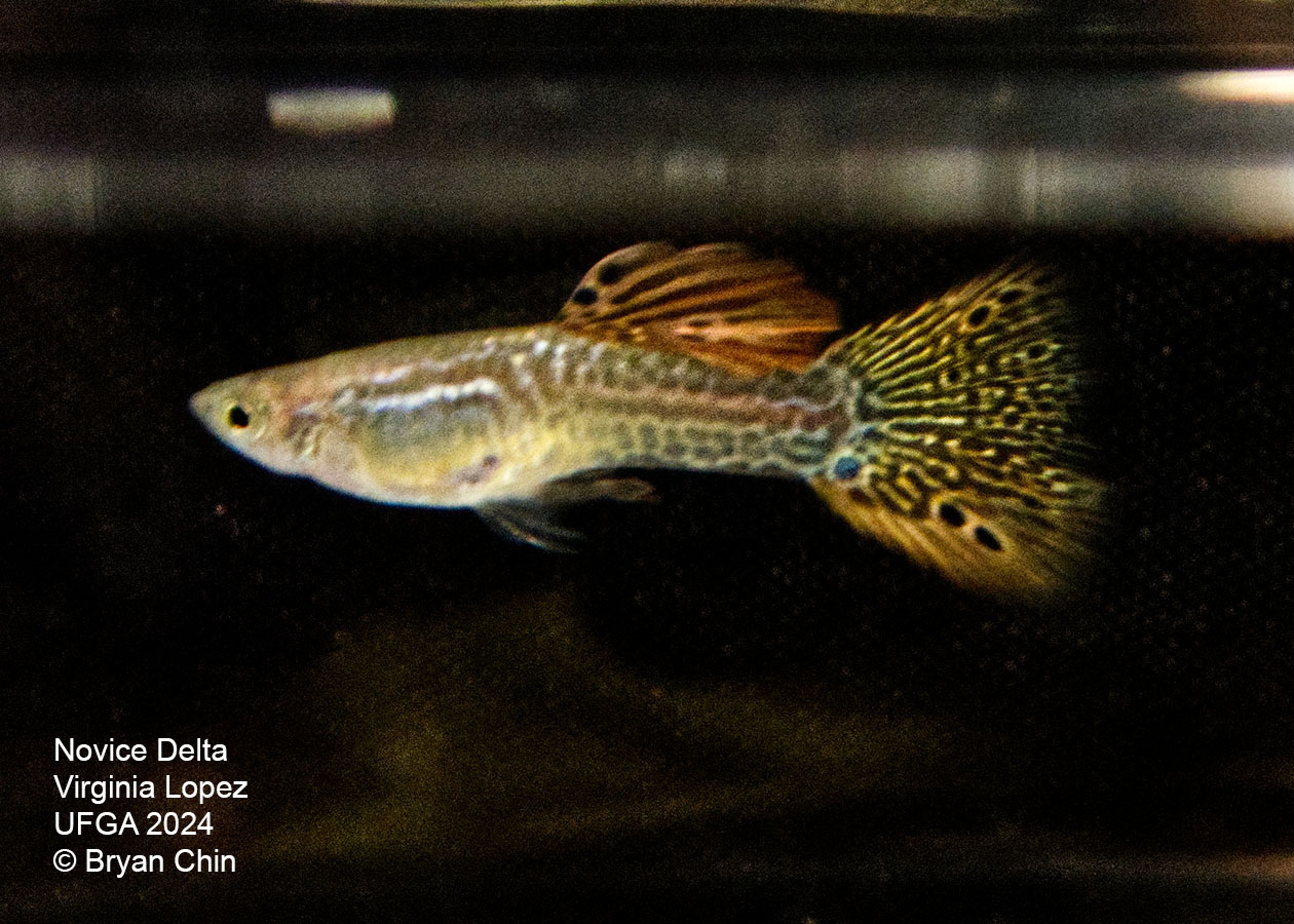 Snakeskin red guppy